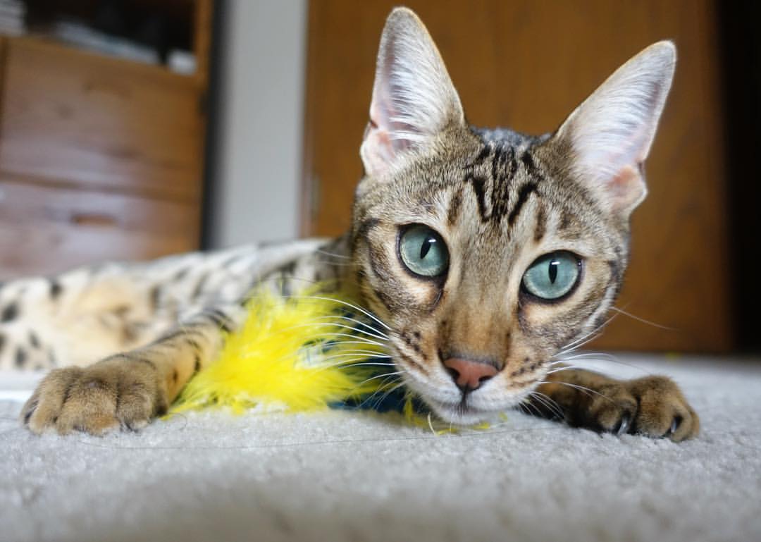 _运动员专访：背后的训练故事与未来目标_，运动员刻苦训练的故事