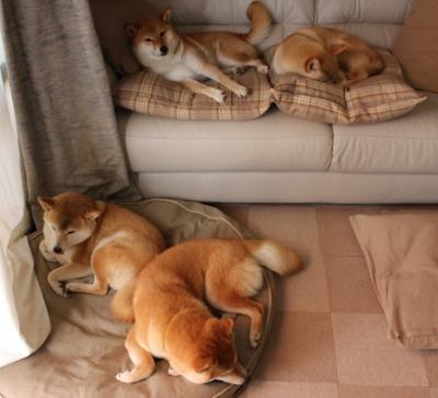 国际游泳锦标赛中国队多次刷新纪录,国际游泳冠军系列赛