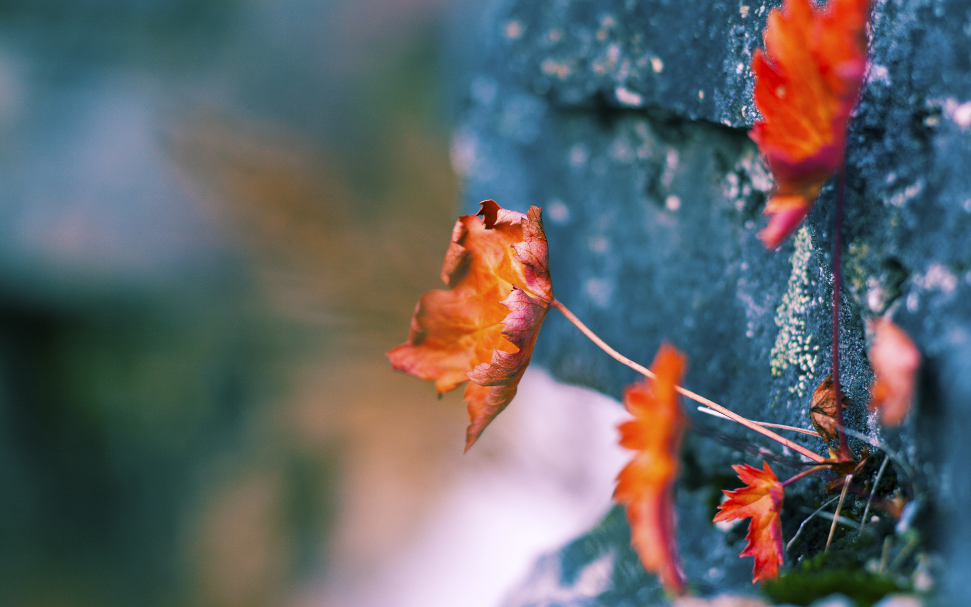 星际争霸2年度锦标战线上预赛天梯开启,星际争霸二赛事