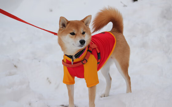 比利时马术协会与亚洲马术协会建立合作关系,推动区域发展。,比利时的马