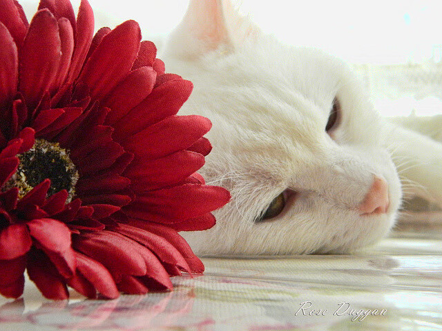 炉石传说 线上职业赛事精彩纷呈，炉石传说比赛视频2020