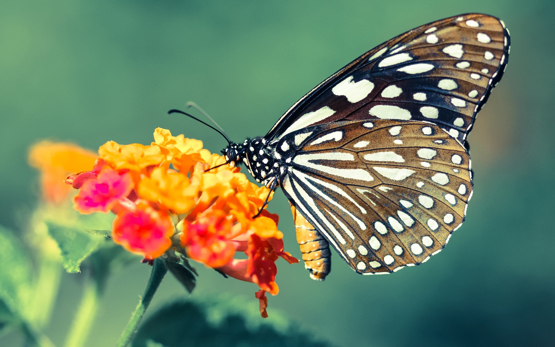 BLG战队教练组引入国际经验顾问,blg战队队员