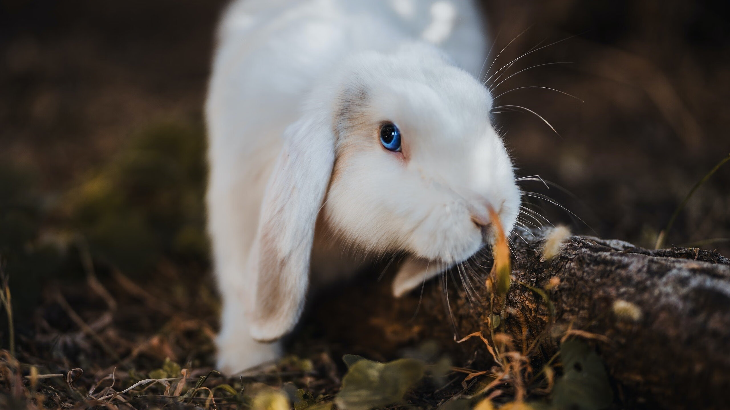 RB莱比锡主场大胜,压制对手在积分榜上,rb莱比锡足球俱乐部
