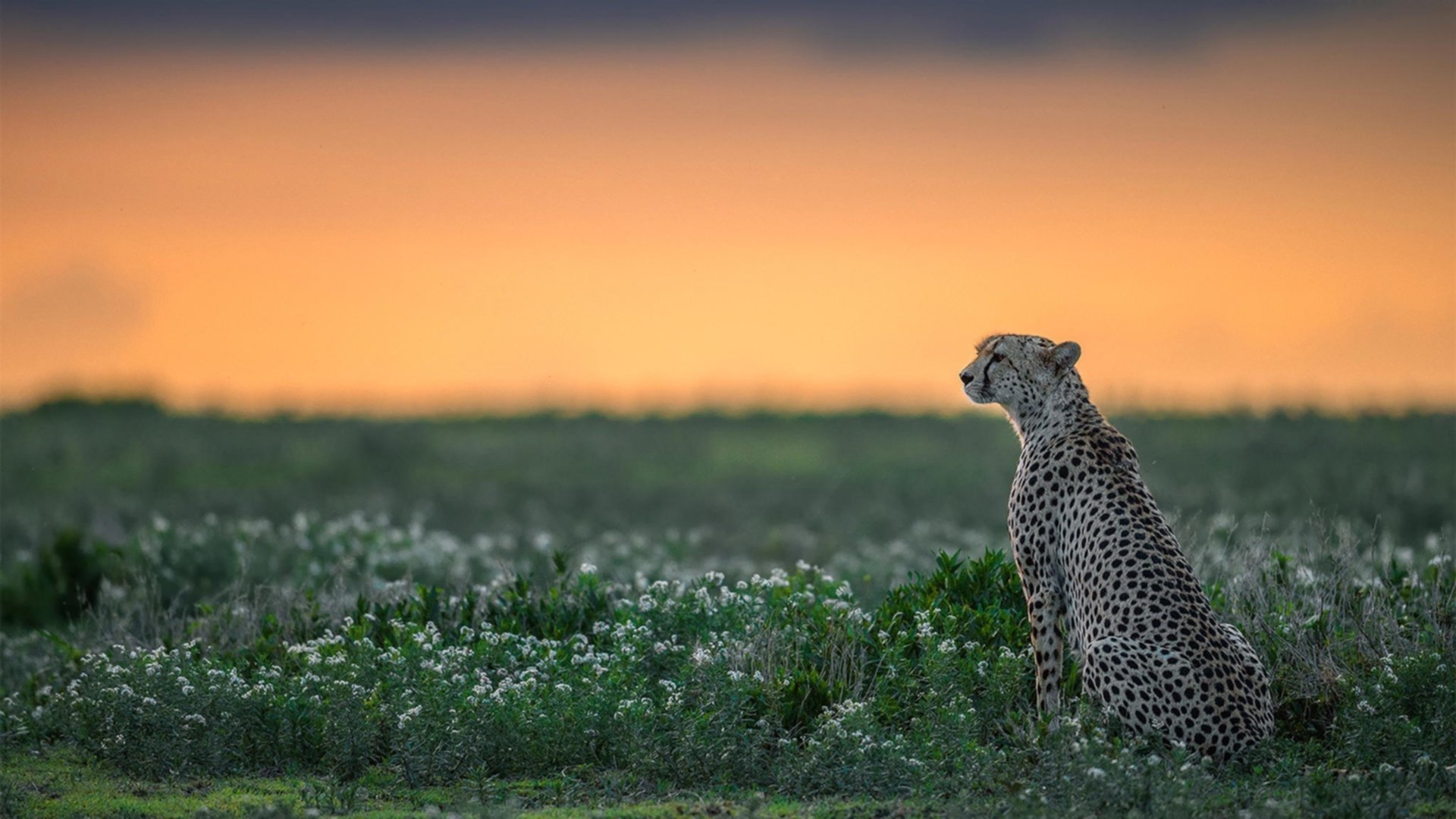 北京马拉松报名通道开启万人竞逐赛道,北京 马拉松 报名