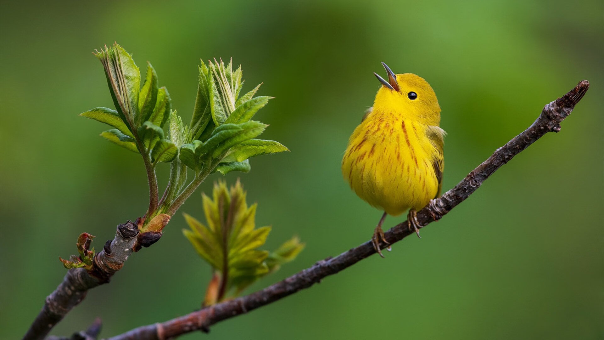 步行者前锋华拉迪强势回归场均+得分，nba步行者奥拉迪波