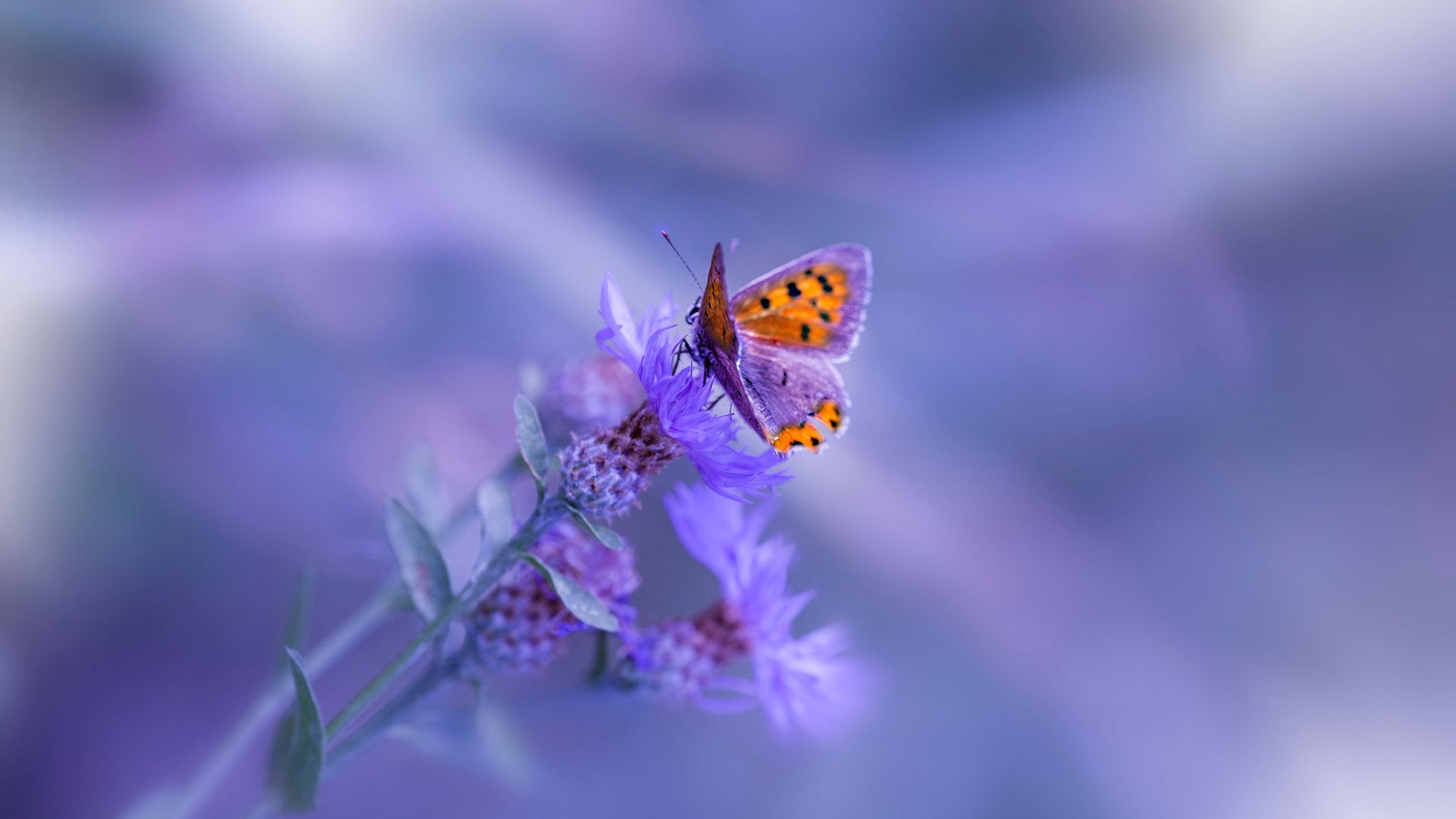 比赛中球队在绝境中挣扎,终于获得胜利,这场足球赛的胜败取决于队员们的齐心协力