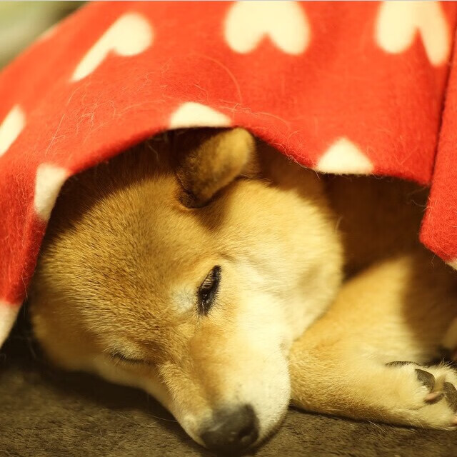 -热那亚足球俱乐部近期在比赛中表现火热，热那亚球队战绩