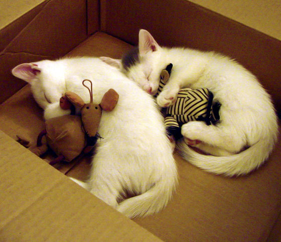 九游网-美国女足队长致辞，期待下一场胜利！，美国女足主力