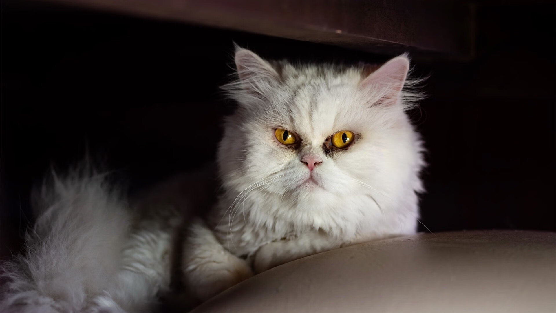 九游下载安装-阿尔阿赫利与阿尔萨德达成球员交换协议，阿尔阿赫利什么意思