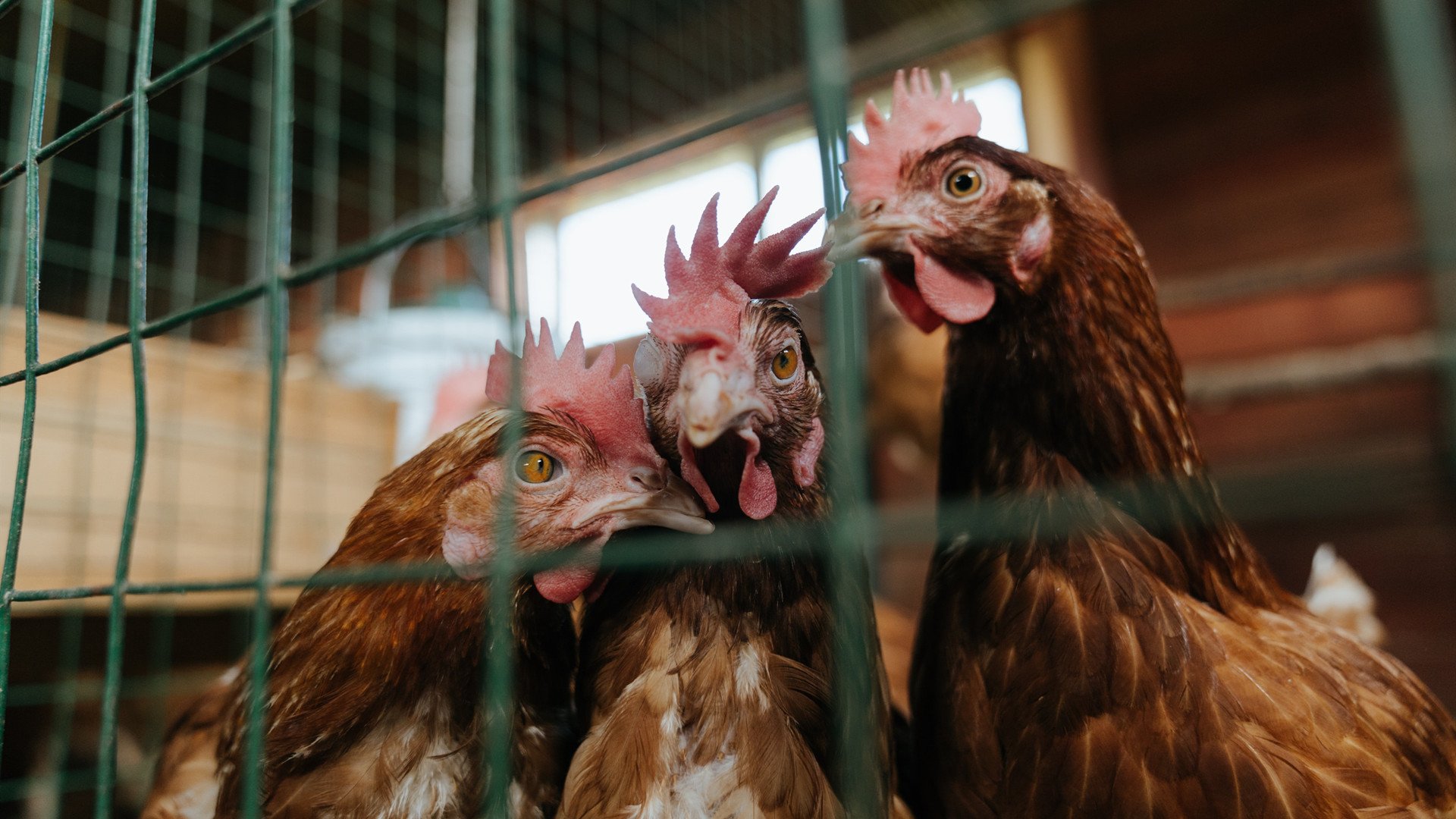 雷丁-战平净胜球射杀伯顿城,命运胜负才刚开始,雷丁顿到底是谁