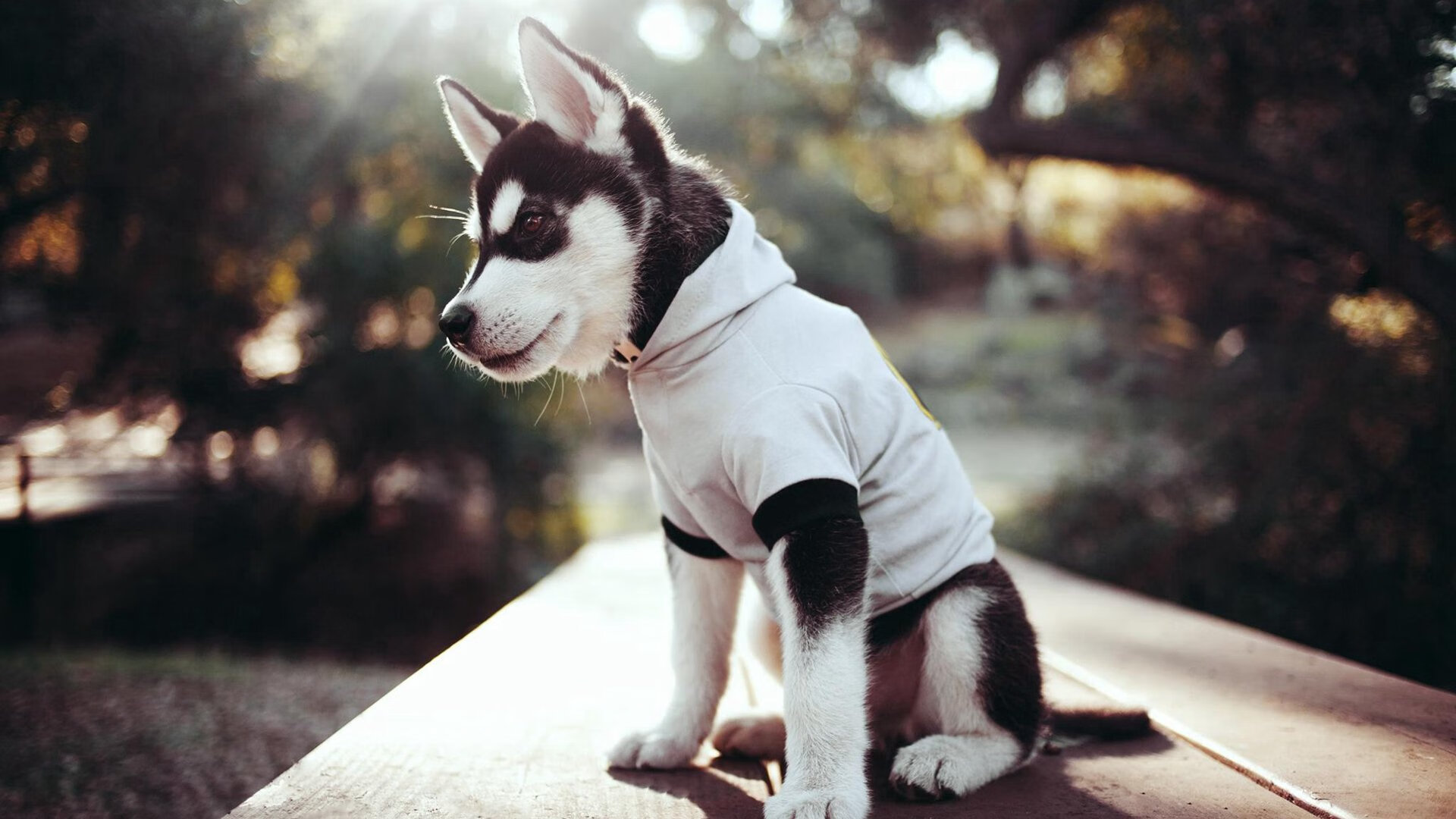 世俱杯最新赛况：谁能搅动这场全球盛会？，世俱杯赛程表2020