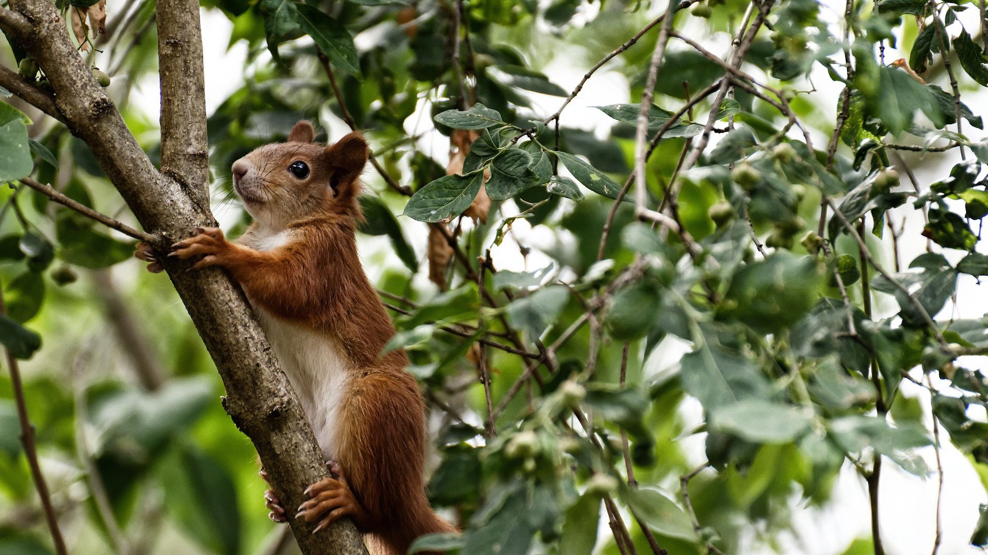 中国篮球运动员心理干预及辅助治疗研究,篮球运动员的心理素质训练应把重点放在