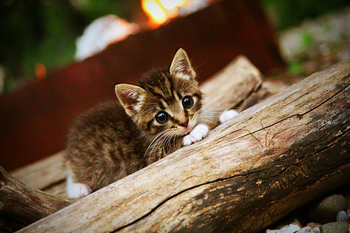 意甲裁判VAR系统中自然语言模型对误判率的干预成效