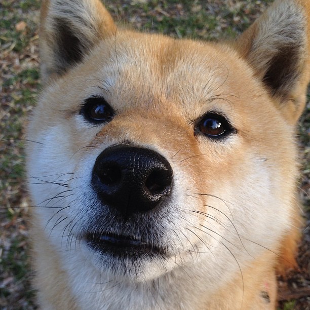 法甲积分争夺:巴黎冲击联赛冠军,竞争激烈,法甲巴黎首发名单