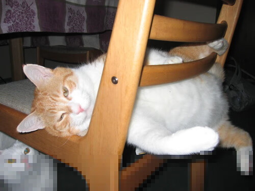 新加坡队赛制解析:如何通过灵活的赛制调整应对不同对手,新加坡赛制实施细则