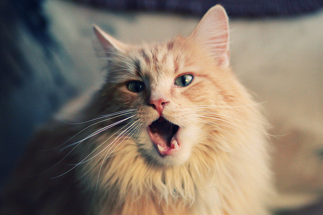 “尼古拉斯·桑特基的进攻组织与防守配合,推动美洲狮队向前迈进”