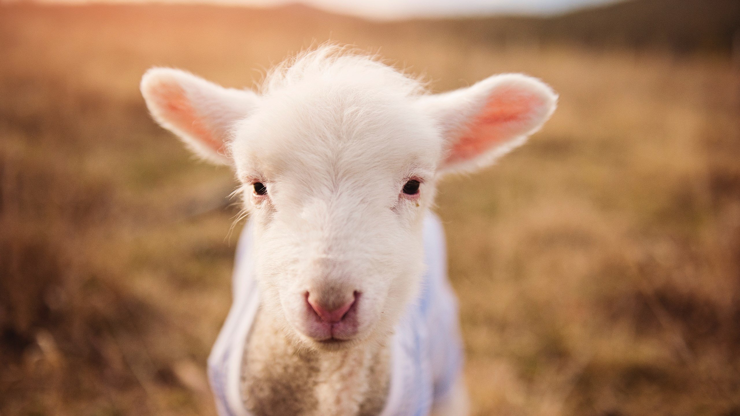 “彼得森助力南非羚羊队打破防守,攻破对手”