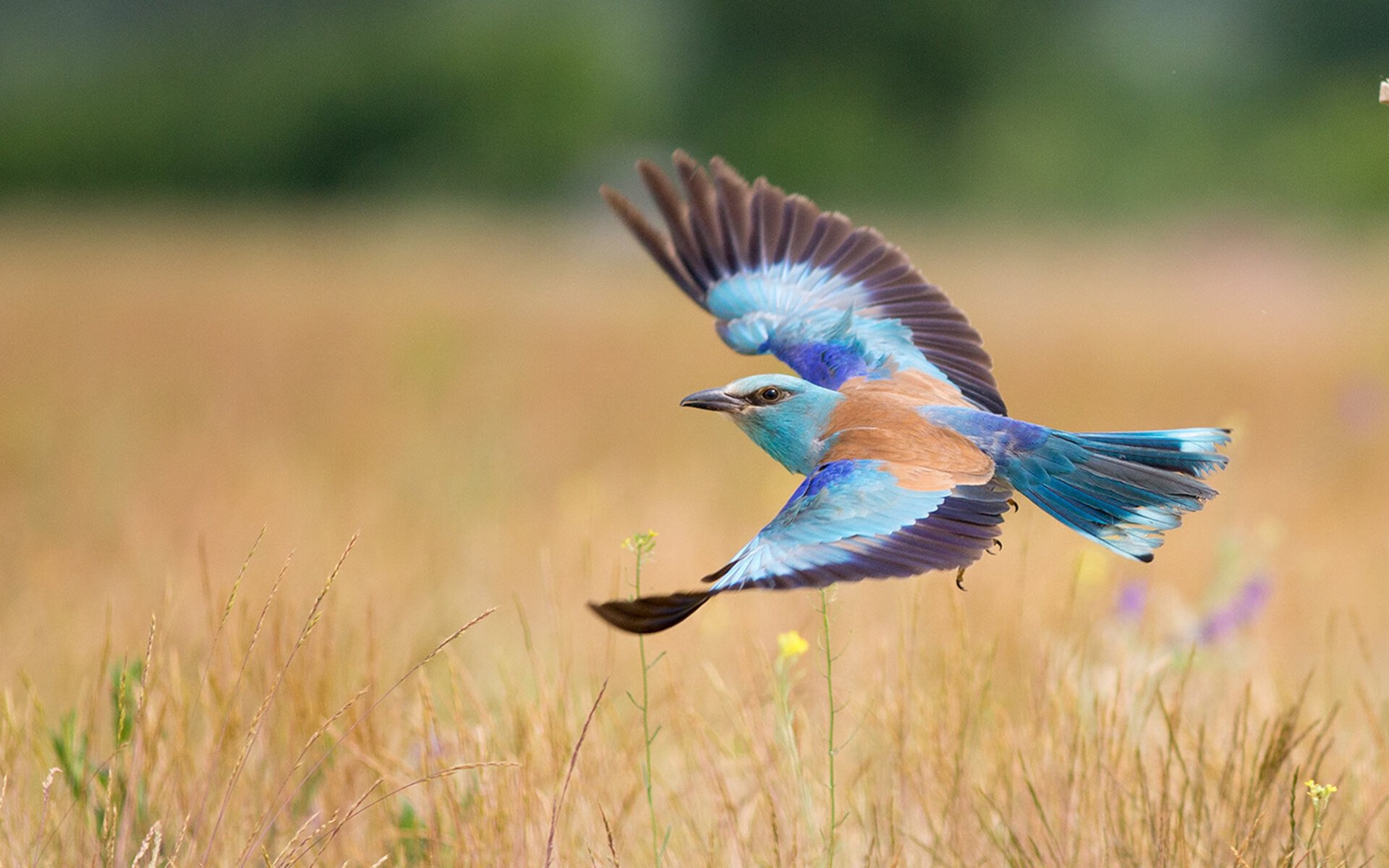 JiuyouAPP下载-国家运动计划发布展览预告公众开放时间安排，国家运动总局官网