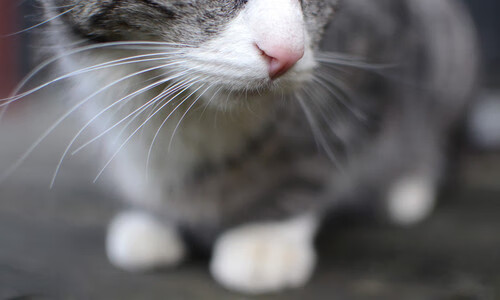 德甲球队的粉丝流量转化策略，为什么德甲关注度低