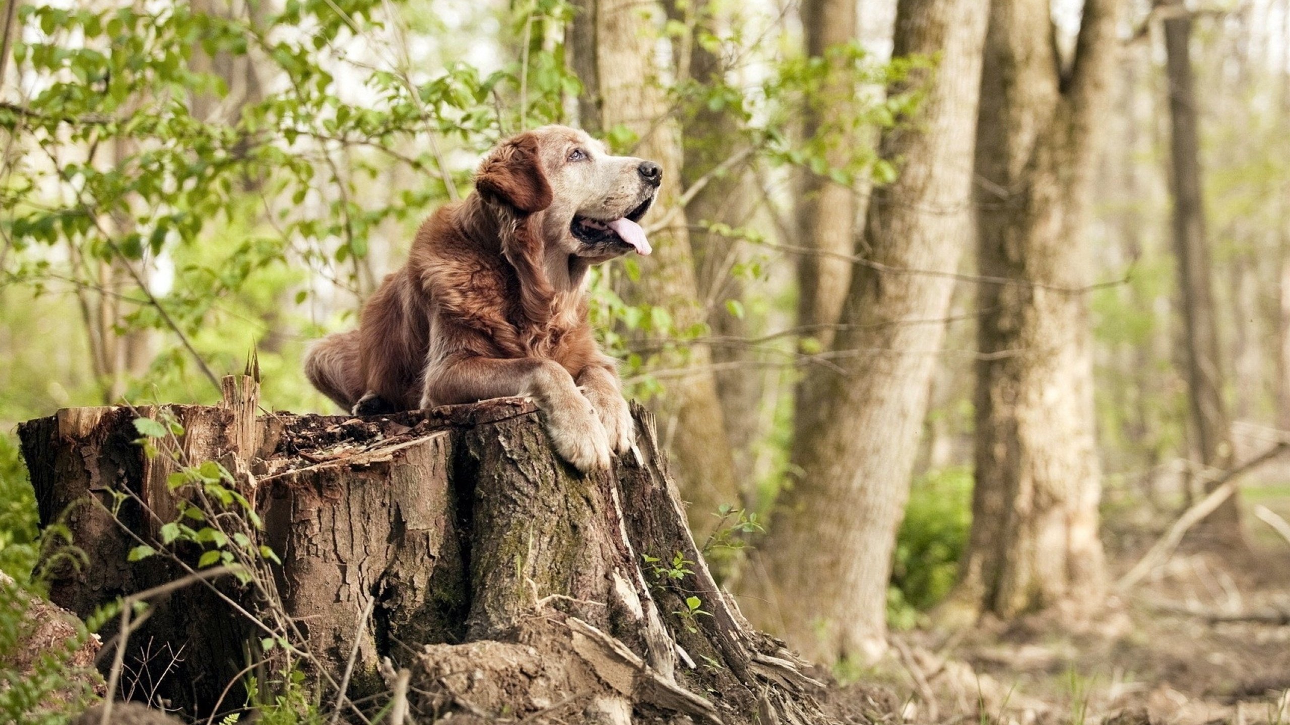 拉恩：全黑队外线的“惊人快马”，突破后的进攻威胁直指对方防线