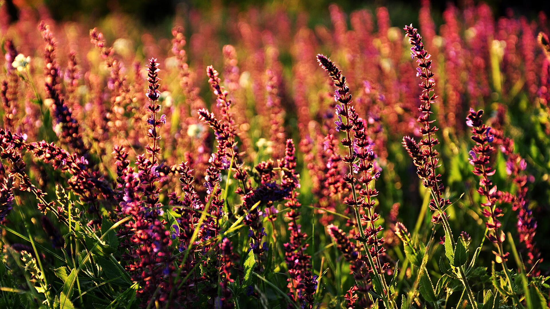 斯洛伐克男篮在欧洲大赛中奋力追梦，目标更高荣耀在望，斯洛伐克男篮实力