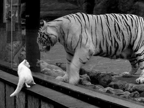 混合泳换项动作转换流畅自然，混合泳怎么游