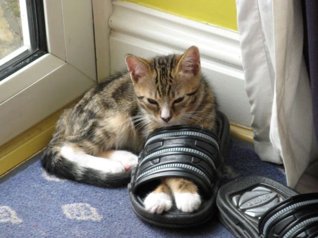 西甲神级扑救:门神威震全场!,意甲门神